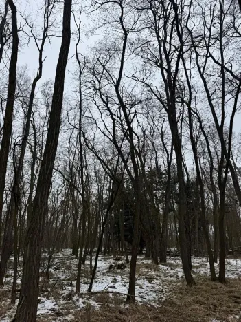 Prodej podílu lesa, Černěves, 9239 m2