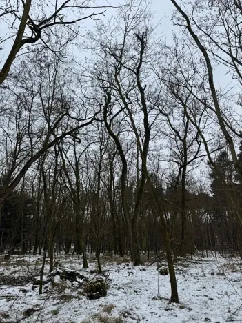 Prodej podílu lesa, Černěves, 9239 m2