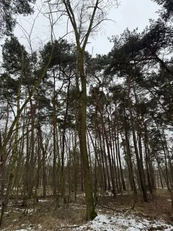 Prodej podílu lesa, Černěves, 9239 m2