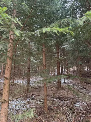 Prodej lesa, Lutonina, 18019 m2