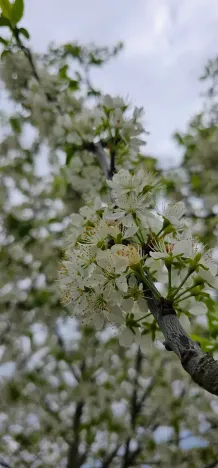 Prodej vícegeneračního domu, Hředle, 398 m2