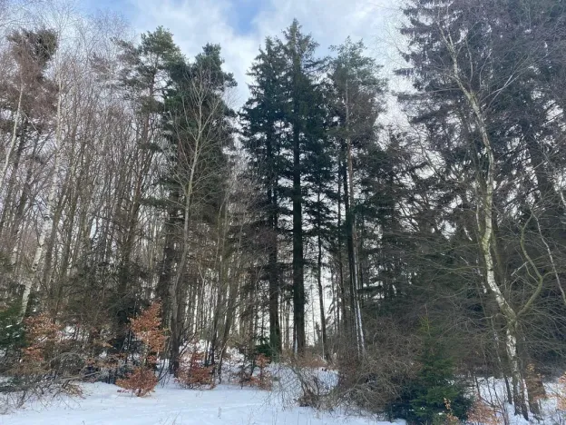 Prodej lesa, Volfířov - Brandlín, 3426 m2