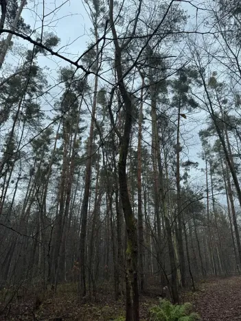 Prodej podílu lesa, Břehy, 1092 m2