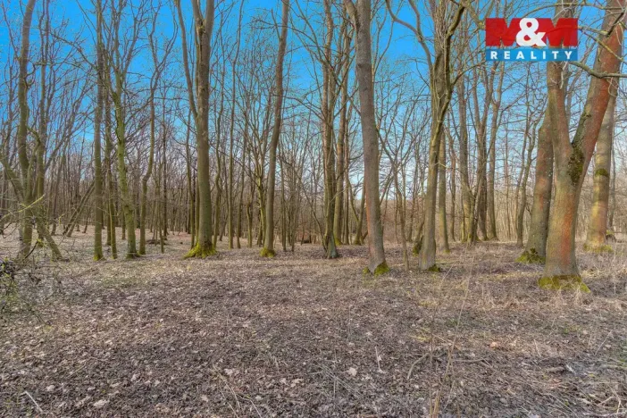 Prodej lesa, Slatiny, 6169 m2