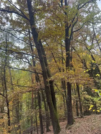 Prodej lesa, Přísečná, 15088 m2