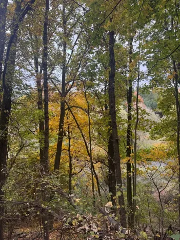 Prodej lesa, Přísečná, 15088 m2