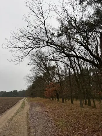 Prodej lesa, Libotenice, 17863 m2