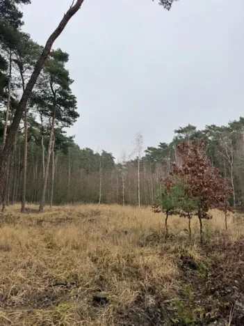 Prodej lesa, Libotenice, 63021 m2