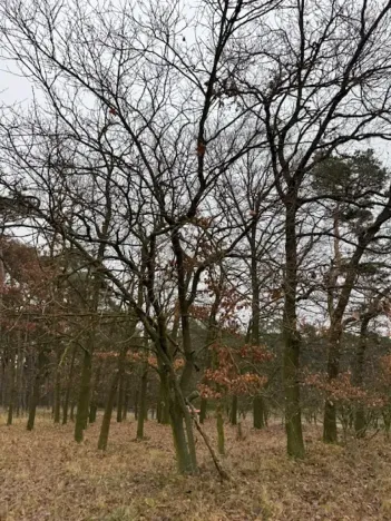 Prodej lesa, Libotenice, 63021 m2