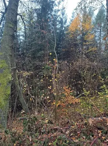 Prodej podílu lesa, Stará Paka, 2755 m2