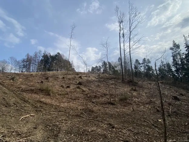 Prodej lesa, Zborov, 9290 m2