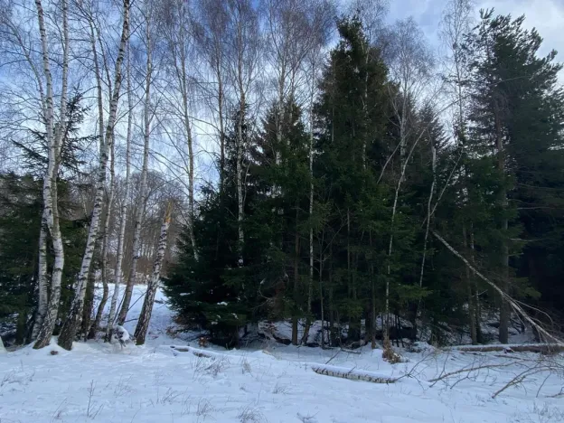 Prodej lesa, Volfířov - Brandlín, 3426 m2