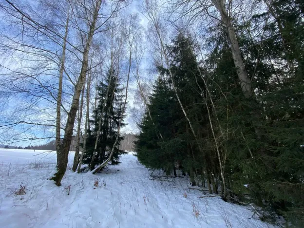 Prodej lesa, Volfířov - Brandlín, 3426 m2