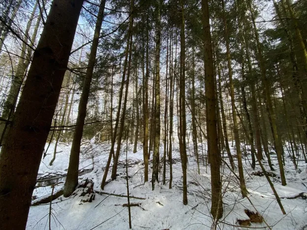 Prodej lesa, Volfířov - Brandlín, 3892 m2