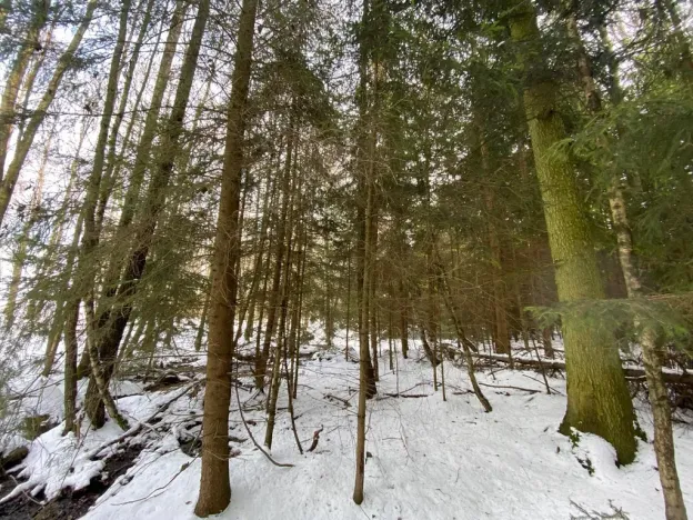 Prodej lesa, Volfířov - Brandlín, 3892 m2