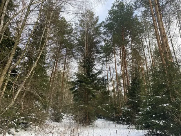 Prodej pozemku, Volfířov - Brandlín, 5958 m2