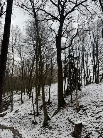 Prodej lesa, Vyškov, 1783 m2