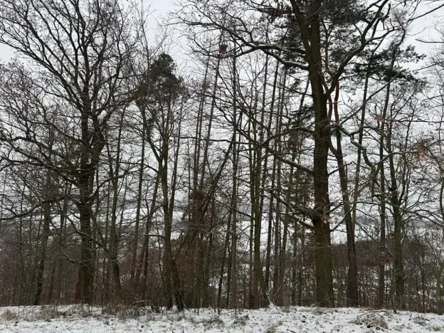 Prodej podílu lesa, Hrabišín, 4749 m2