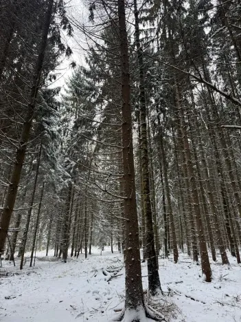 Prodej lesa, Olešník, 5100 m2