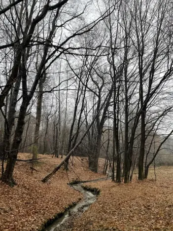 Prodej lesa, Velká Polom, 3342 m2