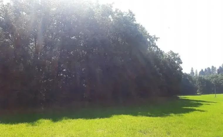 Prodej lesa, Vendryně, 3059 m2