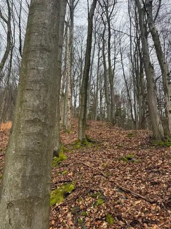 Prodej lesa, Huslenky, 16650 m2