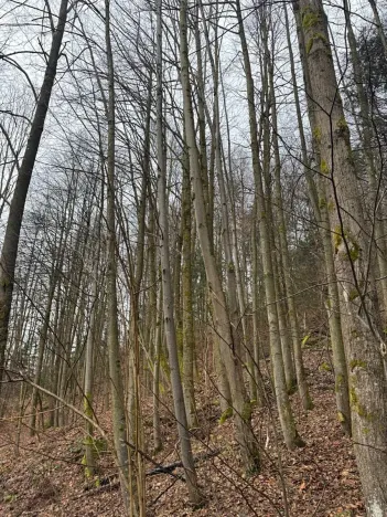 Prodej lesa, Huslenky, 29988 m2