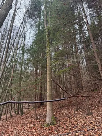Prodej lesa, Huslenky, 29988 m2