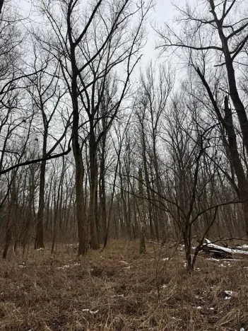 Prodej podílu lesa, Přerov nad Labem, 1596 m2