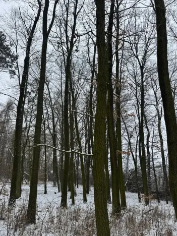 Prodej podílu lesa, Štítary, 3942 m2