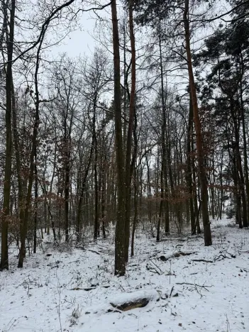 Prodej podílu lesa, Štítary, 3942 m2