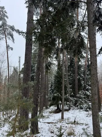 Prodej lesa, Milejovice, 2791 m2