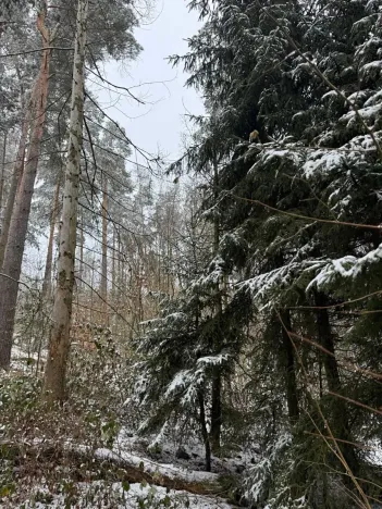 Prodej lesa, Milejovice, 2791 m2