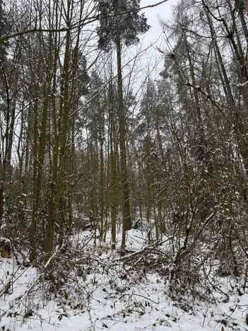 Prodej lesa, Milejovice, 2791 m2