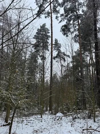 Prodej lesa, Milejovice, 2791 m2