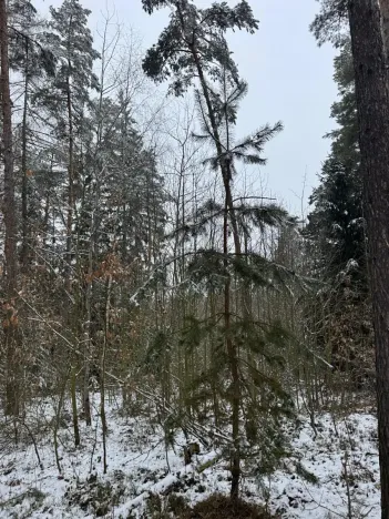 Prodej lesa, Milejovice, 2791 m2