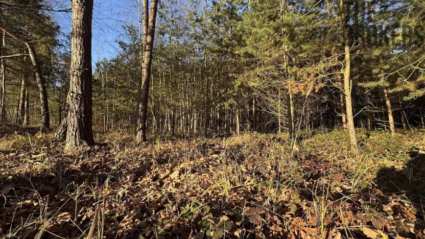 Prodej lesa, Pardubice, 8225 m2