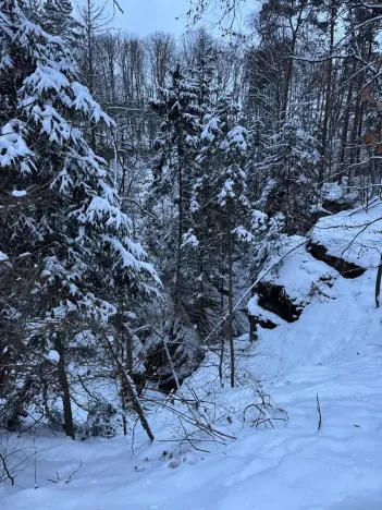 Prodej lesa, Dolní Bousov, 59634 m2