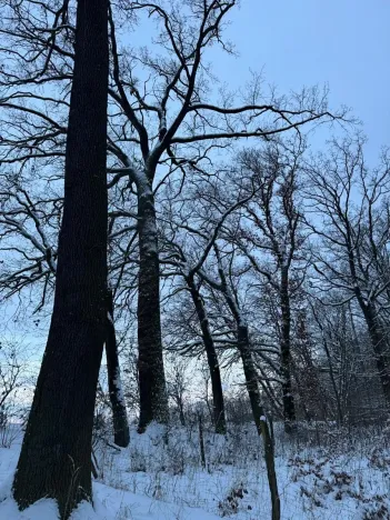 Prodej lesa, Dolní Bousov, 59634 m2