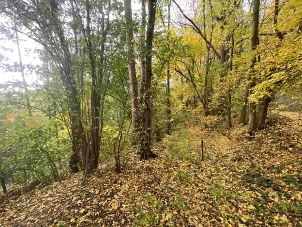 Dražba pozemku, Svijany, 2639 m2