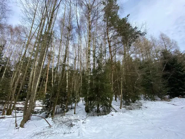 Prodej lesa, Volfířov - Brandlín, 3892 m2