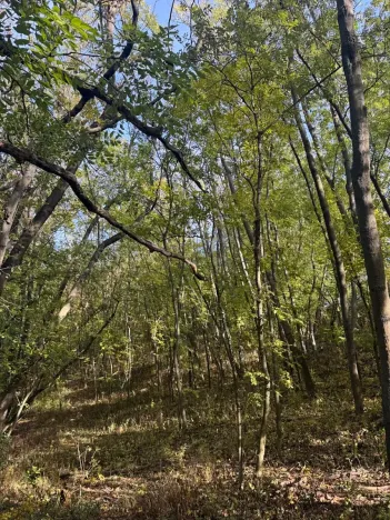 Prodej lesa, Jeníkovice, 12606 m2