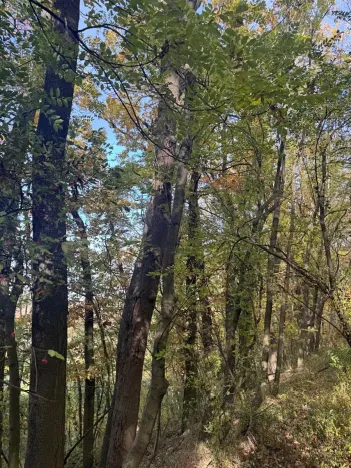 Prodej lesa, Jeníkovice, 12606 m2