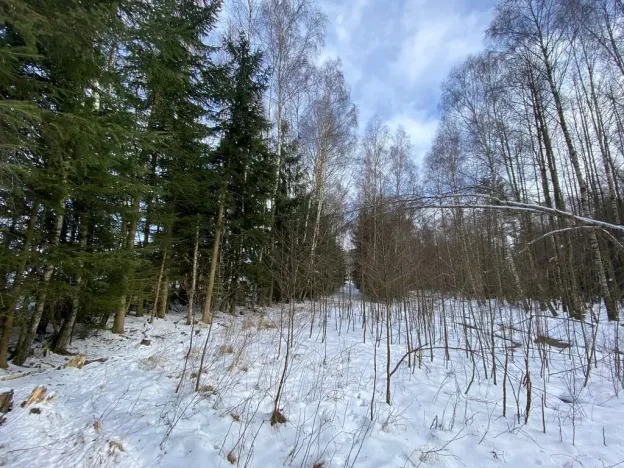 Prodej pozemku, Volfířov - Brandlín, 5958 m2