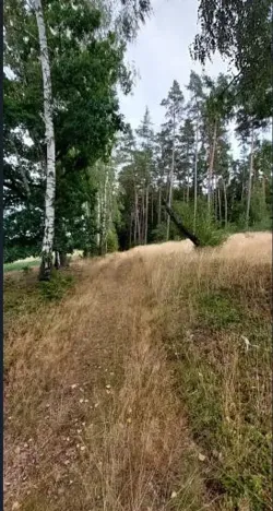 Prodej lesa, Červená Řečice, 496 m2