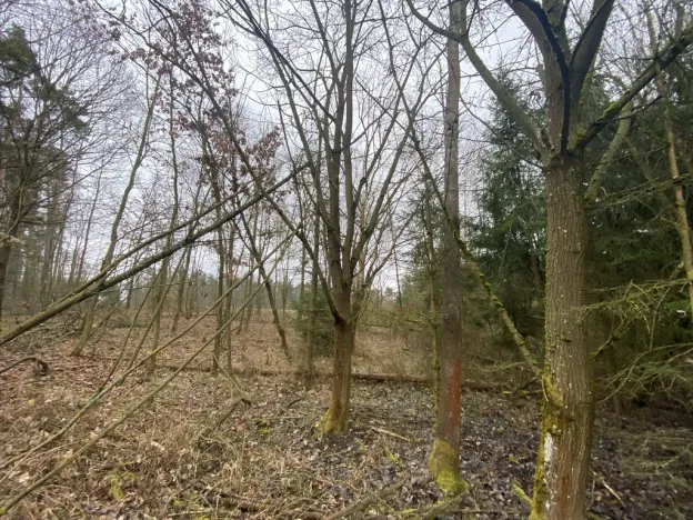 Prodej lesa, Blížejov - Lštění, 6627 m2