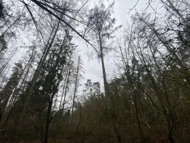 Prodej lesa, Blížejov - Lštění, 4624 m2