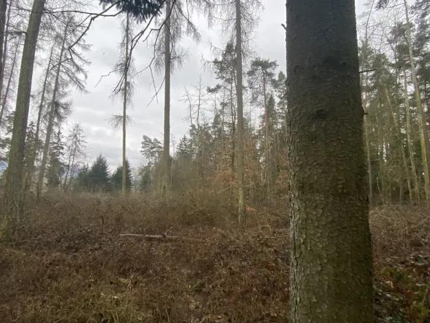 Prodej lesa, Blížejov - Lštění, 4624 m2