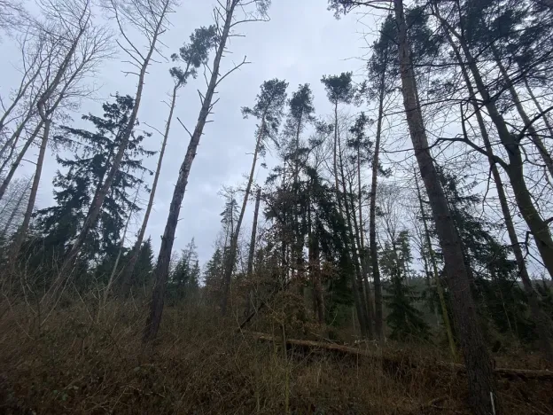 Prodej lesa, Blížejov - Lštění, 4481 m2