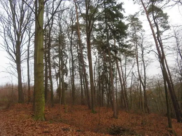 Dražba lesa, Zlín, 707167 m2